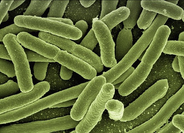 Antibiotiki zdravijo bakterijske okužbe, probiotiki pa nadomestijo izgubljene koristne mikroorganizme 